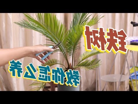 铁树 风水